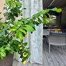 Outdoor Gardinenstoff Blätter 315 cm – silbergrau,  thumbnail number 7