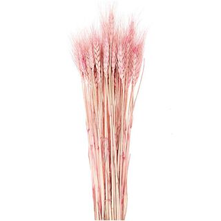 Getrockneter Weizen [ 50 Stück ] | Rico Design – pink, 
