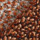 Spitzenstoff Blumenranken & Pailletten – schwarz/terracotta,  thumbnail number 4