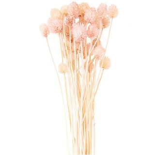 Getrocknete japanische Karde [ 50 g ] | Rico Design – pink, 
