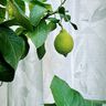 Outdoor Gardinenstoff Blätter 315 cm – natur,  thumbnail number 8