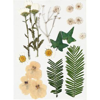 Gepresste Blüten&Blätter [19-teilig] – creme/ grün, 