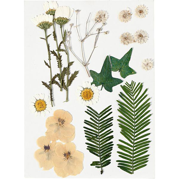 Gepresste Blüten&Blätter [19-teilig] – creme/ grün,  image number 1