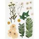 Gepresste Blüten&Blätter [19-teilig] – creme/ grün,  thumbnail number 1
